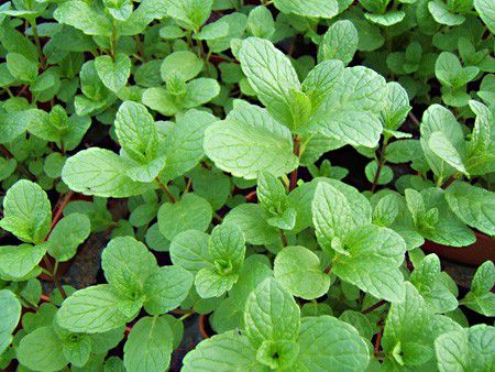 La menthe - Tout sur la menthe (Mentha spicata)